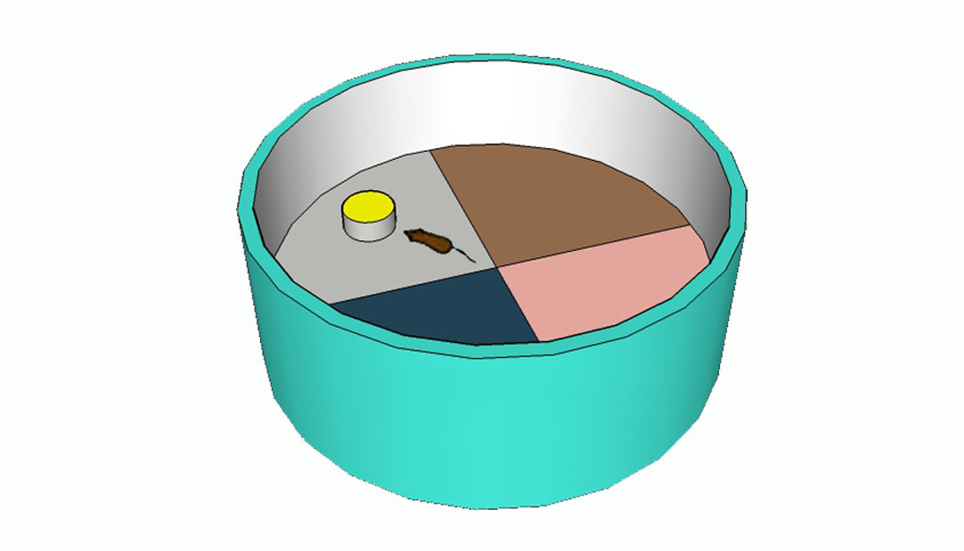 SuperMaze V2.0動(dòng)物行為視頻分析系統(tǒng)