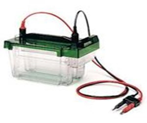 伯樂(lè)BIO-RAD Criterion Cell 中型垂直電泳槽165-6019