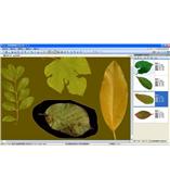 LA-S型植物葉面積、病斑、蟲(chóng)損、葉色分檔分析儀系統(tǒng)