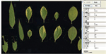 植物葉面積分析儀系統(tǒng)， 野外便攜式植物葉面積分析儀